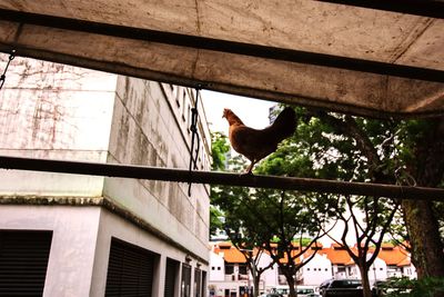 Low angle view of bird on building