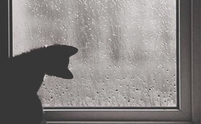 CAT SEEN THROUGH WET WINDOW