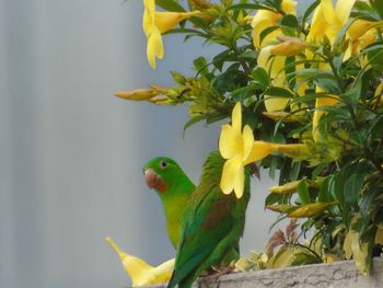 Close-up of parrot perching on tree