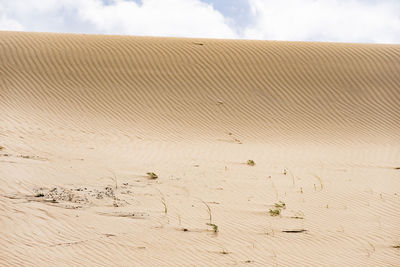 Wonderful desert sandy dune in nagliai nature reserve in neringa, lithuania. dead dunes, sand hills