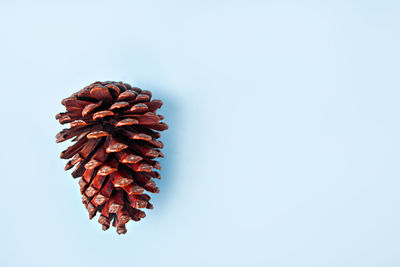 Close-up of pine cone against white background