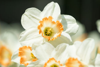 Close-up of white flowering plant