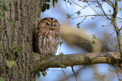 A tawny owl on a perch