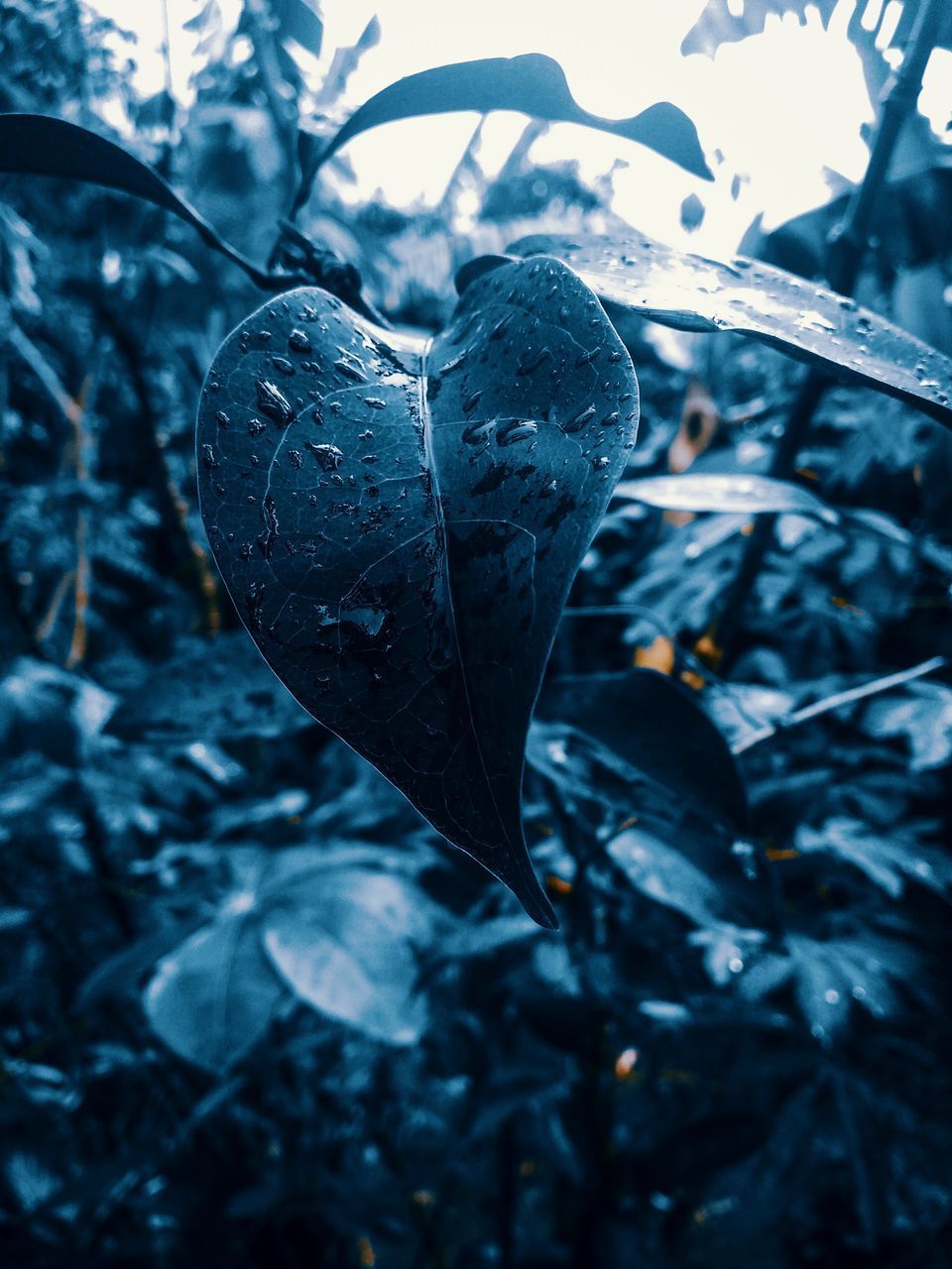 CLOSE-UP OF RAINDROPS ON HEART SHAPE LEAVES