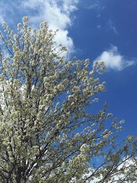 Low angle view of white flowers against blue sky