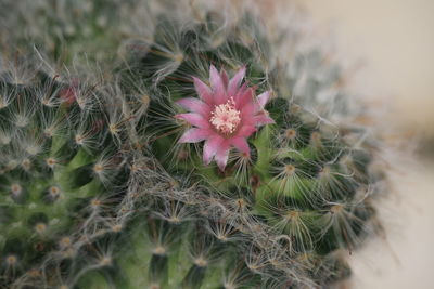 Close-up of flower on cactus plant