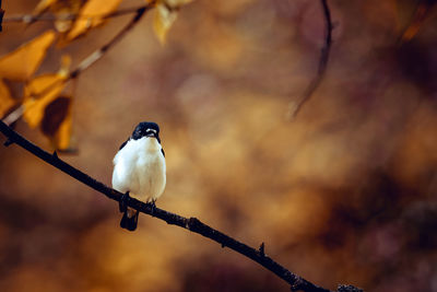 European pied flycatcher perching on a tree