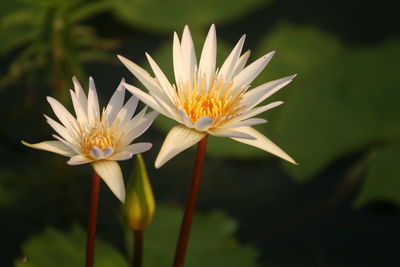 Close-up of white flowering plant