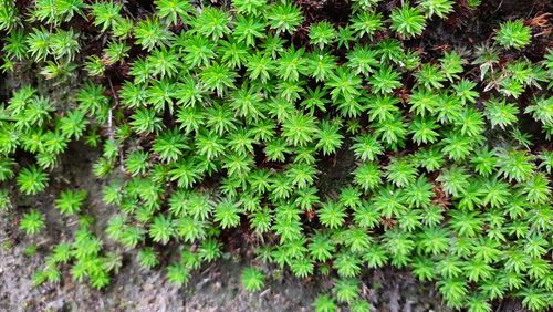 High angle view of plants growing on land