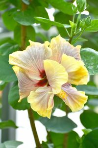 Close-up of yellow flowering plant