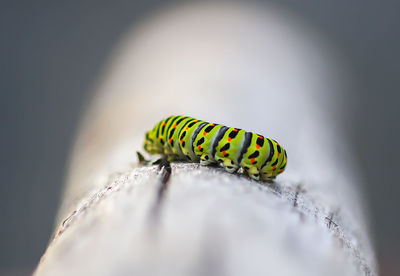 Close-up of insect