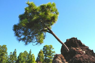 Low angle view of trees against clear blue sky