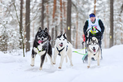 View of dog running in snow