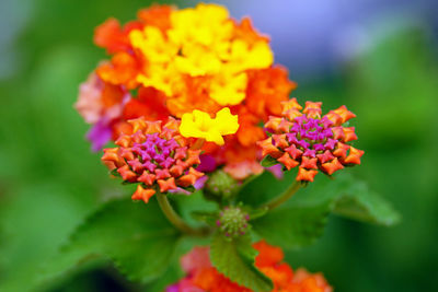 Close-up of flowering plant