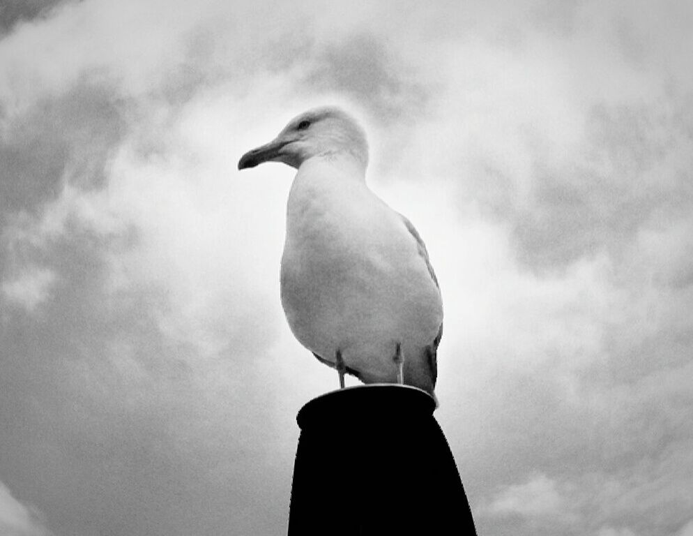 bird, animal themes, one animal, animals in the wild, low angle view, perching, animal wildlife, sky, cloud - sky, outdoors, day, no people, seagull, nature, beak