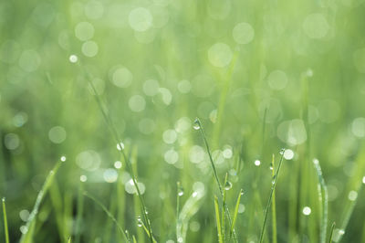 Close-up of water drops on grass