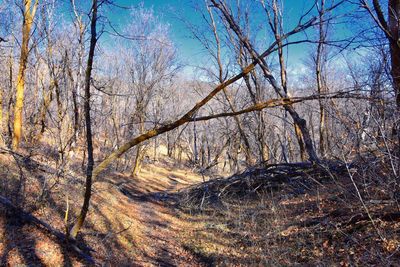 Bare trees in forest