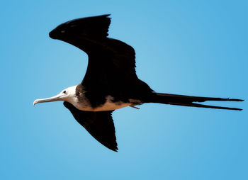 Low angle view of a bird flying