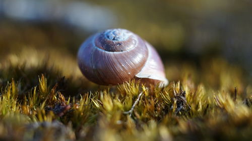 Close-up of snail on mushroom