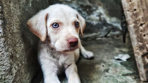 Portrait of puppy sitting outdoors