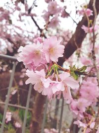 Close-up of pink cherry blossom