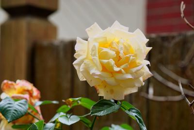 Close-up of orange rose