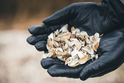 Cropped hands of person wearing gloves holding seashell