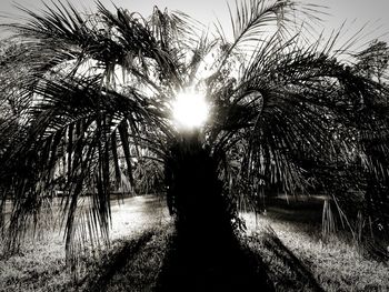 Sun shining through palm trees