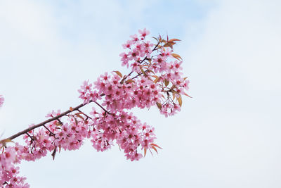 Low angle view of pink flowers on tree against sky