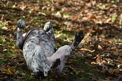 Close-up of dog