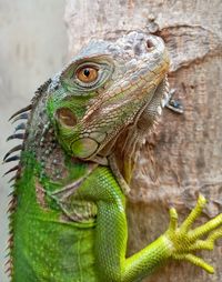 Close-up of a green iguana