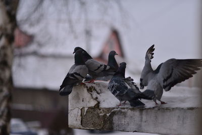 Close-up of birds perching outdoors