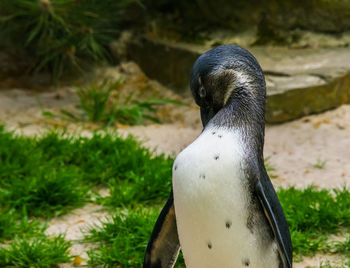 High angle view of a bird on field