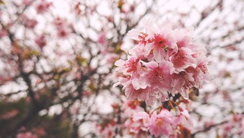 Close-up of pink cherry blossoms in spring