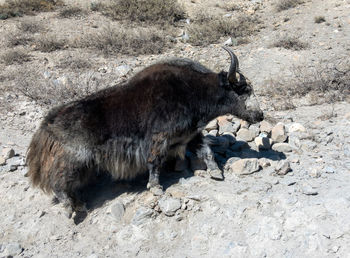 Side view of yak on rock