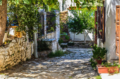 Narrow walkway along trees