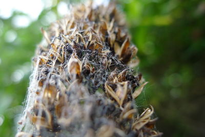 Close-up of dry plant on field