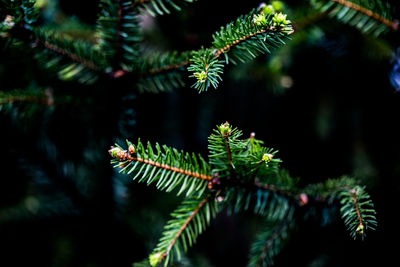 Close-up of fern growing on tree