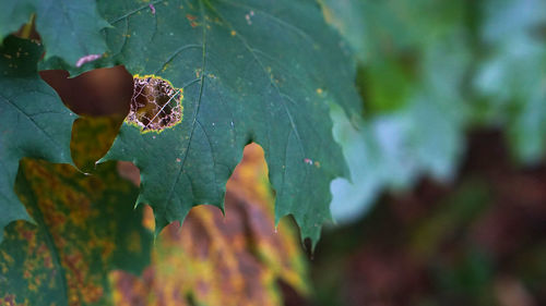 Close-up of insect on plant