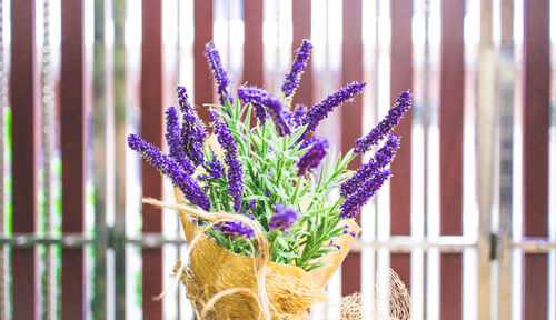 Close-up of purple flowering plant