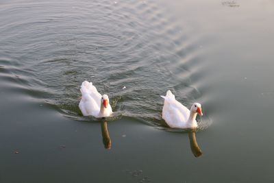 High angle view of swans swimming in lake