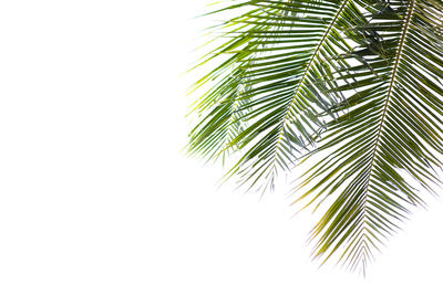 Low angle view of palm tree leaves against sky