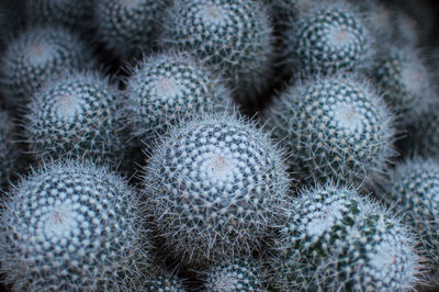 Full frame shot of barrel cactus