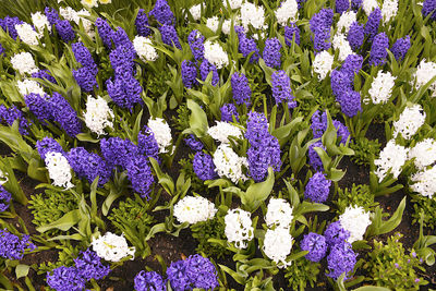 Close-up of purple flowering plants