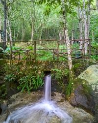 Stream flowing through forest