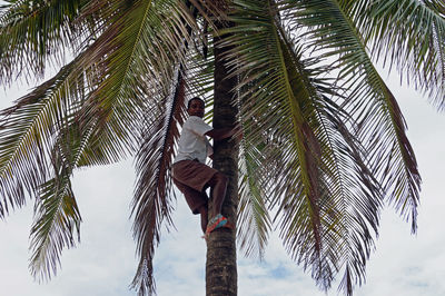 Low angle view of palm tree against sky