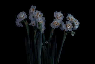 Close-up of white flowering plant against black background