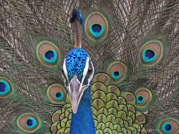 Close-up portrait of peacock