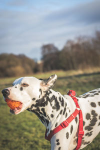 Close-up of dog against sky