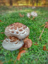 Close-up of mushroom on field